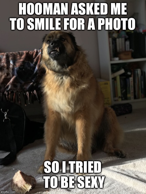 Hooman said smile | HOOMAN ASKED ME TO SMILE FOR A PHOTO; SO I TRIED TO BE SEXY | image tagged in selfie,dog memes,human selfie,hooman said smile,dog trying to be sexy | made w/ Imgflip meme maker