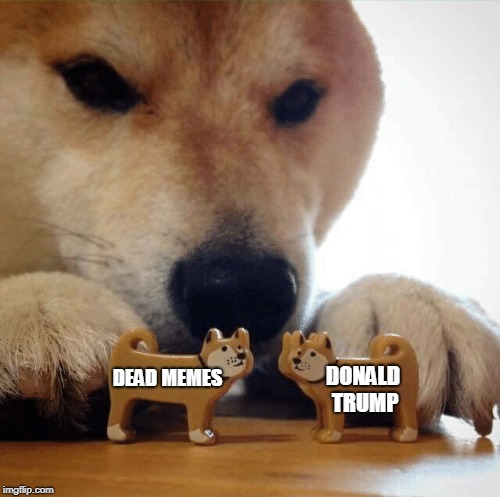 doge | DONALD TRUMP; DEAD MEMES | image tagged in doge | made w/ Imgflip meme maker