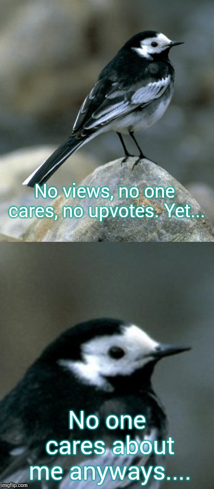 Clinically Depressed Pied Wagtail | No views, no one cares, no upvotes. Yet... No one cares about me anyways.... | image tagged in clinically depressed pied wagtail | made w/ Imgflip meme maker