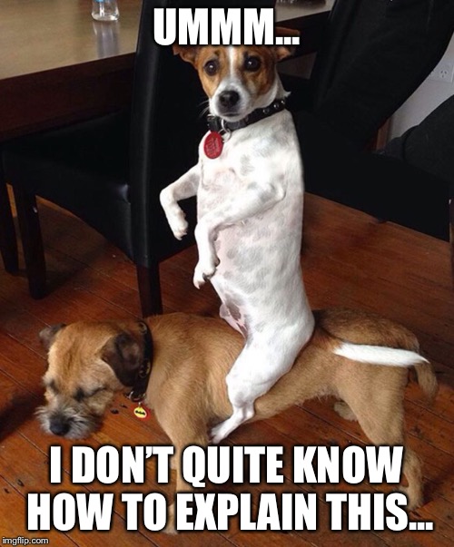 Doggy style... | UMMM... I DON’T QUITE KNOW HOW TO EXPLAIN THIS... | image tagged in funny dogs | made w/ Imgflip meme maker