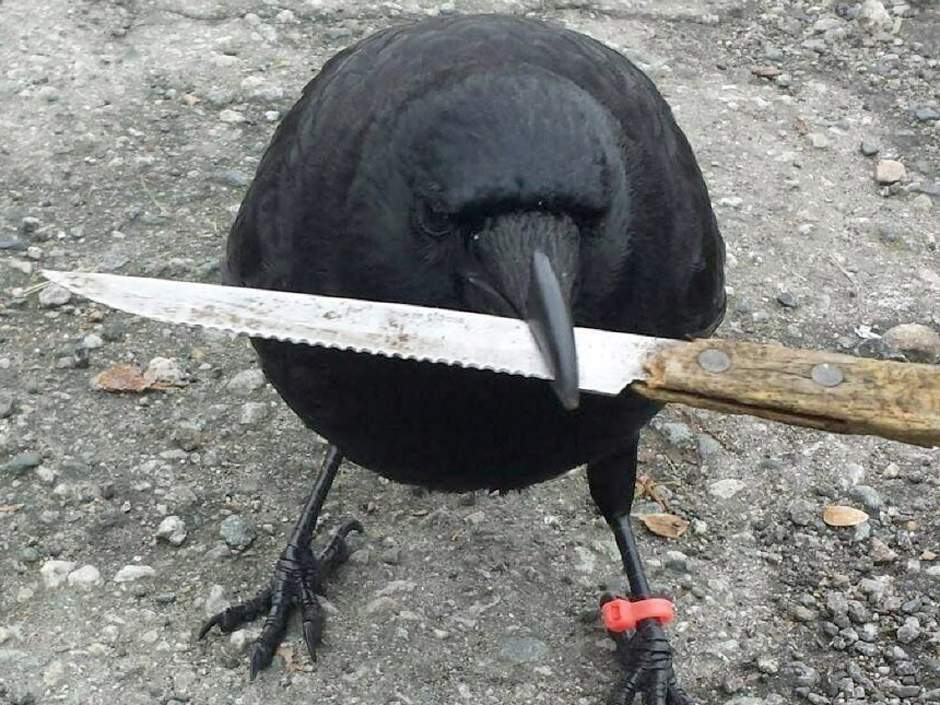 Crow With Knife Blank Meme Template