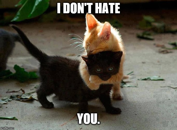 kitten hug | I DON'T HATE YOU. | image tagged in kitten hug | made w/ Imgflip meme maker