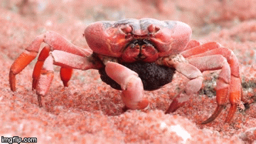 Oh, You Know, Just A Pregnant Red Crab Casually Eating Some Babies - Geekologie