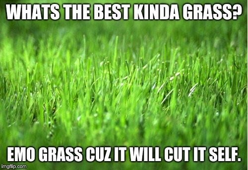 grass is greener | WHATS THE BEST KINDA GRASS? EMO GRASS CUZ IT WILL CUT IT SELF. | image tagged in grass is greener | made w/ Imgflip meme maker