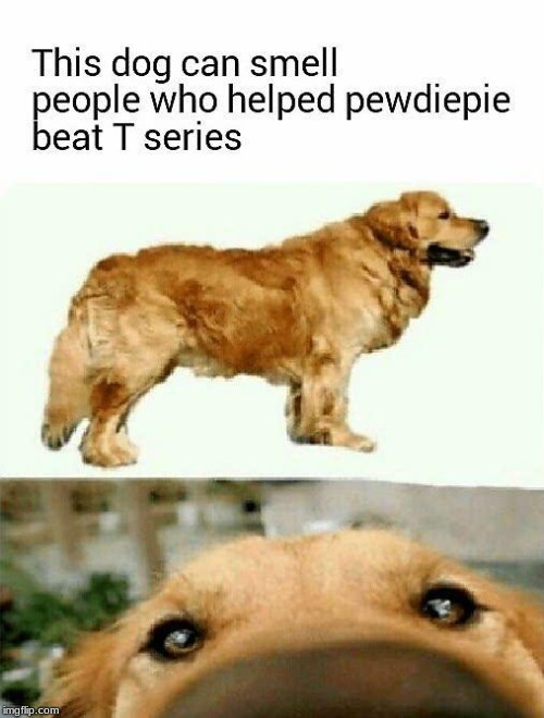 It do be like that | image tagged in dog,pewdiepie,tseries | made w/ Imgflip meme maker