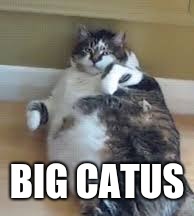 BIG CATUS | image tagged in big chungus | made w/ Imgflip meme maker