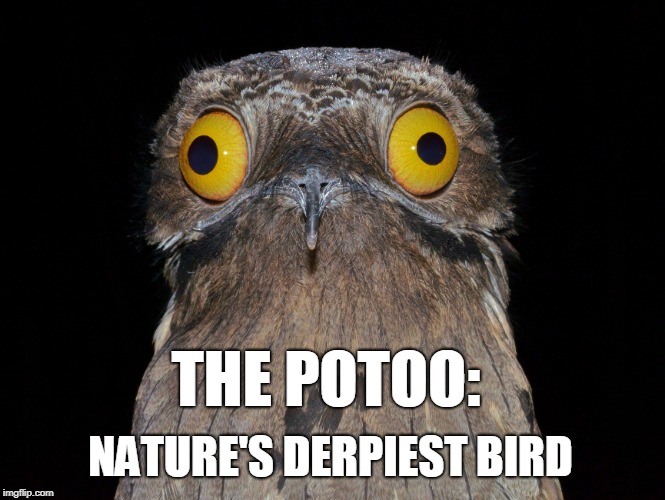 Derp. | THE POTOO:; NATURE'S DERPIEST BIRD | image tagged in derpy,derp,bird,potoo | made w/ Imgflip meme maker