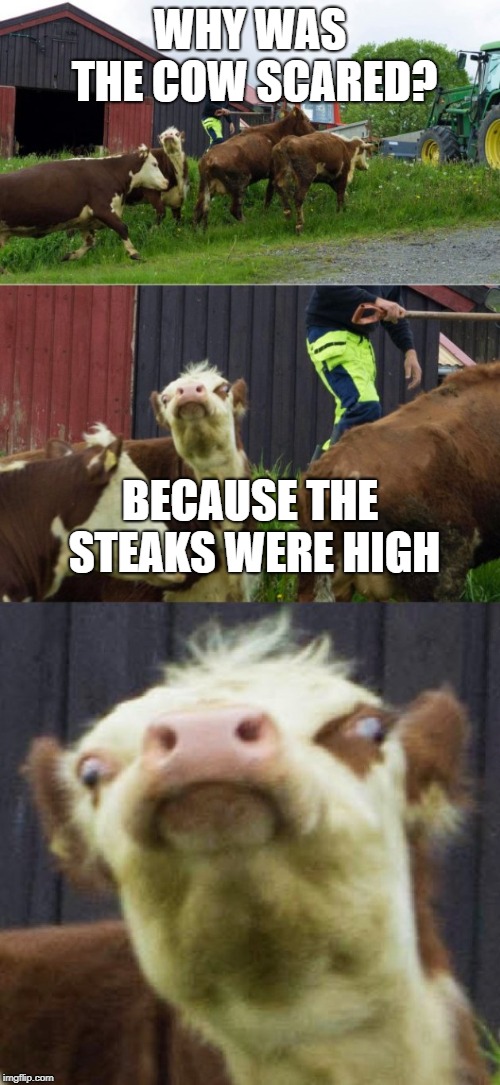 Lettuce meat up and beef friends | WHY WAS THE COW SCARED? BECAUSE THE STEAKS WERE HIGH | image tagged in bad pun cow,steak,memes,funny,bad pun,cow | made w/ Imgflip meme maker