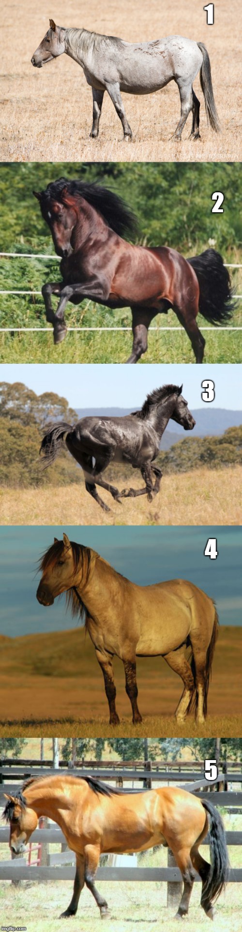 Which wild horse is your favorite? | 1; 2; 3; 4; 5 | image tagged in mustang,memes,horse,beautiful,favorite,wild | made w/ Imgflip meme maker