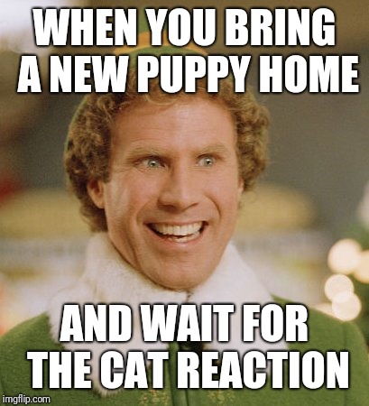 Buddy The Elf | WHEN YOU BRING A NEW PUPPY HOME; AND WAIT FOR THE CAT REACTION | image tagged in memes,buddy the elf | made w/ Imgflip meme maker