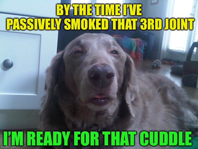 Stoned Dog | BY THE TIME I’VE PASSIVELY SMOKED THAT 3RD JOINT I’M READY FOR THAT CUDDLE | image tagged in stoned dog | made w/ Imgflip meme maker