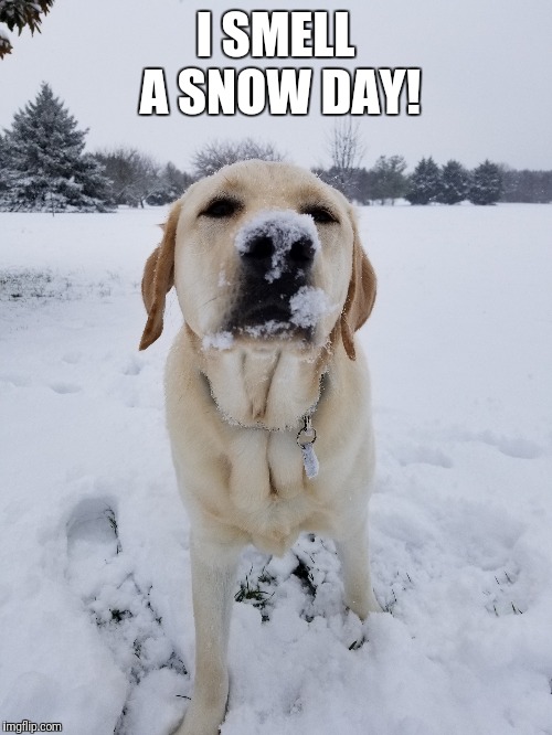 Mowgli | I SMELL A SNOW DAY! | image tagged in snow day | made w/ Imgflip meme maker