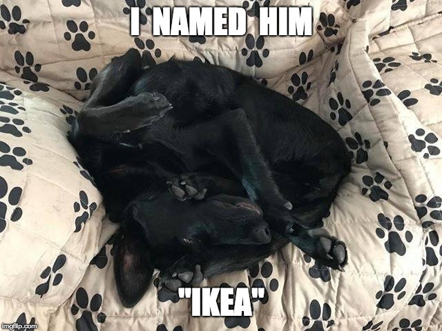 I  NAMED  HIM; "IKEA" | made w/ Imgflip meme maker