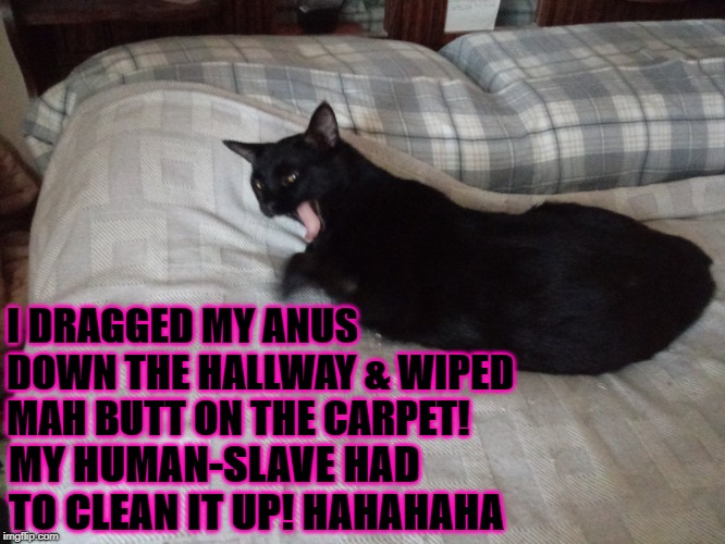 LITTLE TURD | I DRAGGED MY ANUS DOWN THE HALLWAY & WIPED MAH BUTT ON THE CARPET! MY HUMAN-SLAVE HAD TO CLEAN IT UP! HAHAHAHA | image tagged in little turd | made w/ Imgflip meme maker