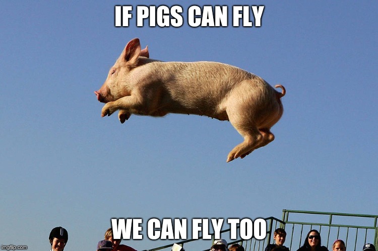 flying pigs | IF PIGS CAN FLY; WE CAN FLY TOO | image tagged in pig,fly,wings | made w/ Imgflip meme maker