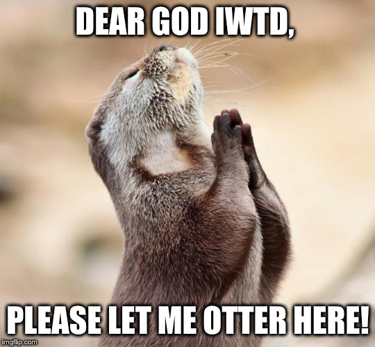 animal praying | DEAR GOD IWTD, PLEASE LET ME OTTER HERE! | image tagged in animal praying | made w/ Imgflip meme maker