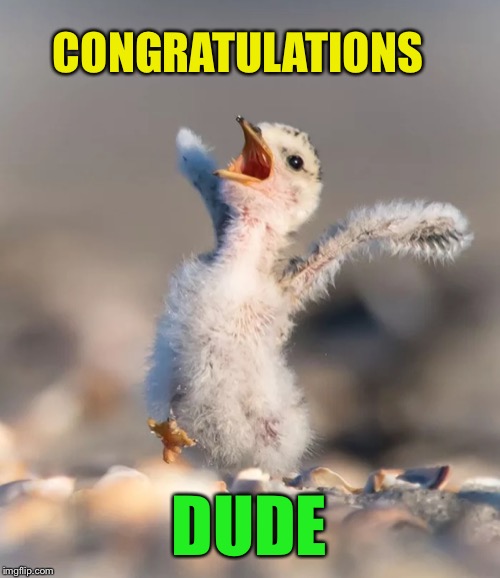 Celebration birdie | CONGRATULATIONS DUDE | image tagged in celebration birdie | made w/ Imgflip meme maker