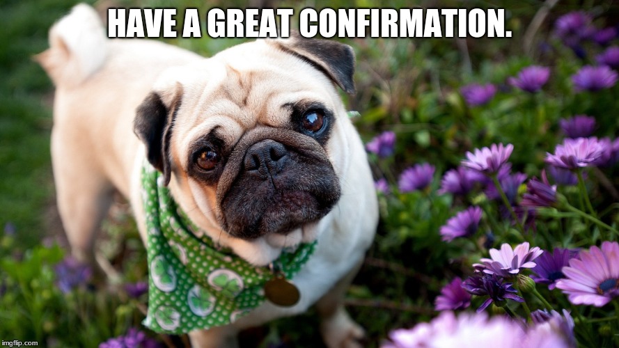 HAVE A GREAT CONFIRMATION. | image tagged in irish pug | made w/ Imgflip meme maker