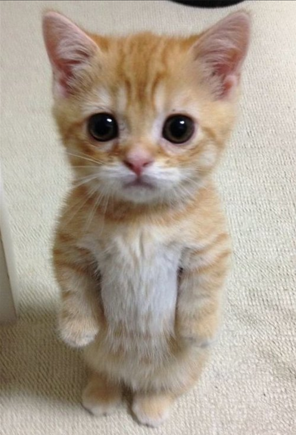 Cute sad kitten puppy face Blank Meme Template