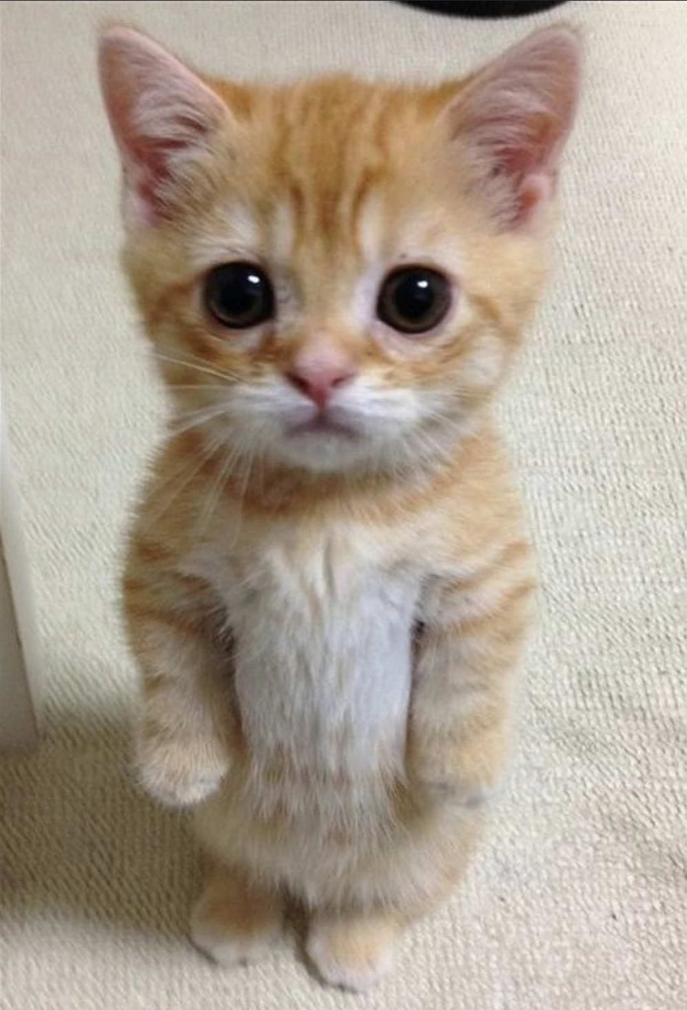 Cute Sad Kitten Puppy Face Blank Template Imgflip