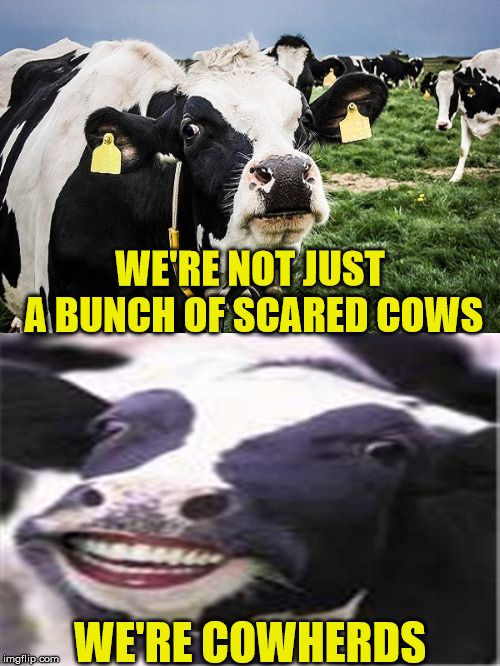 Bad Pun Cows | WE'RE NOT JUST A BUNCH OF SCARED COWS; WE'RE COWHERDS | image tagged in cow-herds,memes,bad pun,cowards,what if i told you,will ferrell cow bell | made w/ Imgflip meme maker