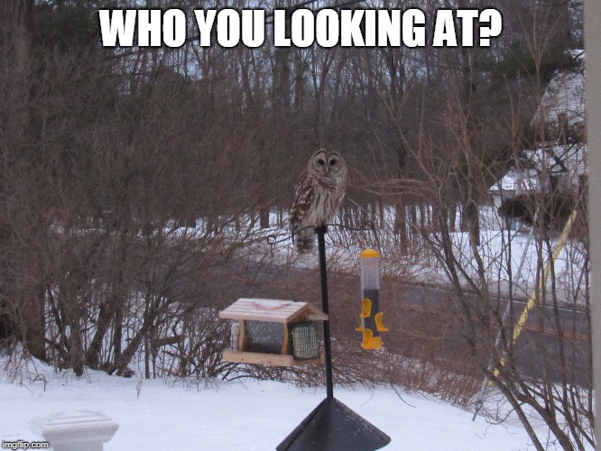 A Little Credence Looking Out My Back Door Imgflip