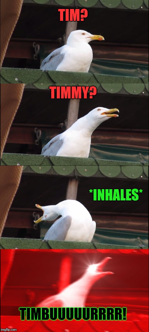 Inhaling Seagull Meme | TIM? TIMMY? *INHALES* TIMBUUUUURRRR! | image tagged in memes,inhaling seagull | made w/ Imgflip meme maker