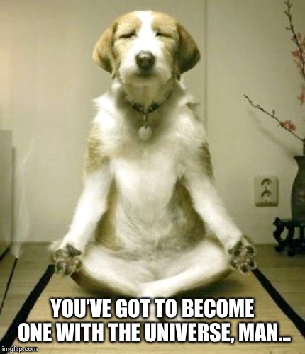 Just chillin’ | YOU’VE GOT TO BECOME ONE WITH THE UNIVERSE, MAN... | image tagged in dogs | made w/ Imgflip meme maker