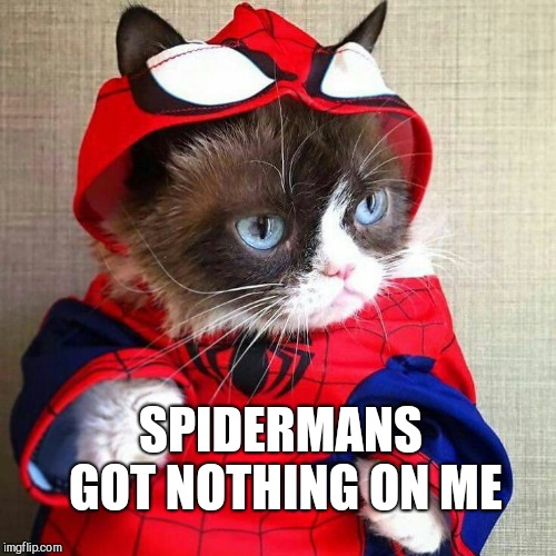 SPIDERMANS GOT NOTHING ON ME | image tagged in spidercat,grumpy cat | made w/ Imgflip meme maker