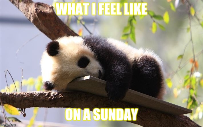 WHAT I FEEL LIKE; ON A SUNDAY | image tagged in panda | made w/ Imgflip meme maker