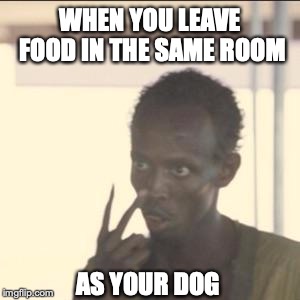 Look At Me Meme | WHEN YOU LEAVE FOOD IN THE SAME ROOM; AS YOUR DOG | image tagged in memes,look at me | made w/ Imgflip meme maker