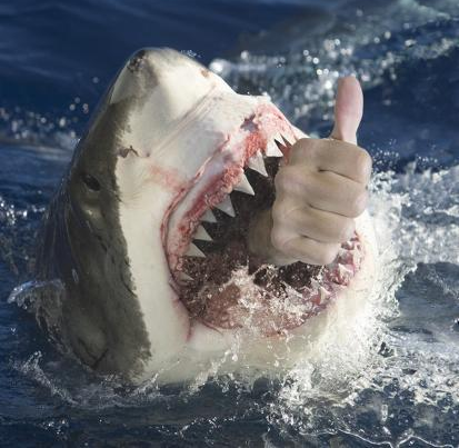 High Quality Shark thumbs up Blank Meme Template