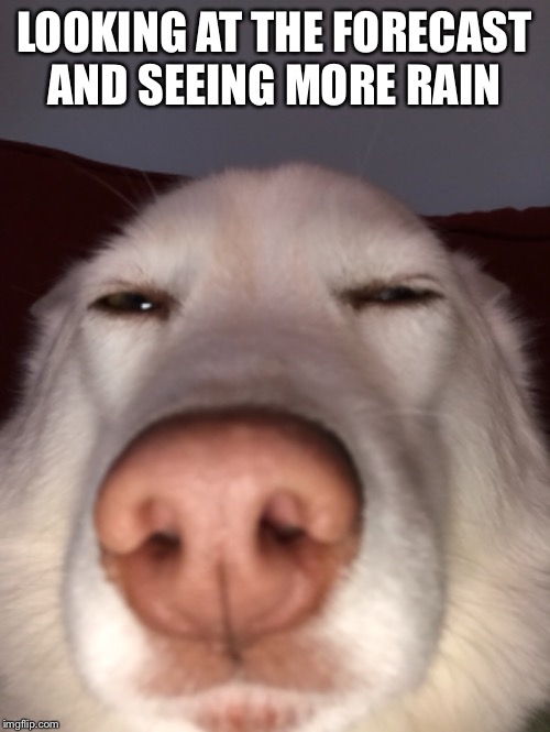 LOOKING AT THE FORECAST AND SEEING MORE RAIN | image tagged in dogs,husky,weather,annoyed | made w/ Imgflip meme maker