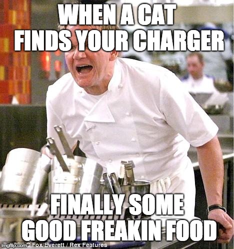 Chef Gordon Ramsay Meme | WHEN A CAT FINDS YOUR CHARGER; FINALLY SOME GOOD FREAKIN FOOD | image tagged in memes,chef gordon ramsay | made w/ Imgflip meme maker