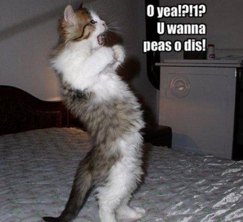image tagged in cats,animals