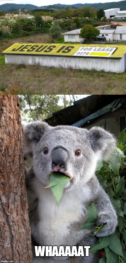 WHAAAAAT | image tagged in memes,surprised koala,jesus,lease | made w/ Imgflip meme maker