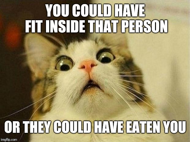 Scared Cat Meme | YOU COULD HAVE FIT INSIDE THAT PERSON OR THEY COULD HAVE EATEN YOU | image tagged in memes,scared cat | made w/ Imgflip meme maker