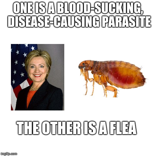 Hillary Clinton vs Flea | ONE IS A BLOOD-SUCKING, DISEASE-CAUSING PARASITE; THE OTHER IS A FLEA | image tagged in political meme,hillary clinton | made w/ Imgflip meme maker
