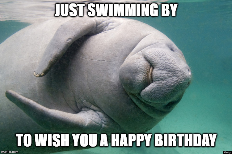 Manatee | JUST SWIMMING BY; TO WISH YOU A HAPPY BIRTHDAY | image tagged in manatee | made w/ Imgflip meme maker