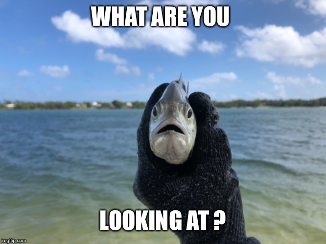 WHAT ARE YOU; LOOKING AT ? | image tagged in fish,fishing,what are you looking at,do you have a problem,outdoors | made w/ Imgflip meme maker