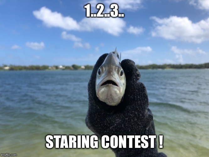 1..2..3.. STARING CONTEST ! | image tagged in fish,fishing,staring contest,talking fish,funny meme | made w/ Imgflip meme maker