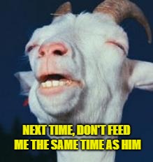 goat | NEXT TIME, DON'T FEED ME THE SAME TIME AS HIM | image tagged in goat | made w/ Imgflip meme maker