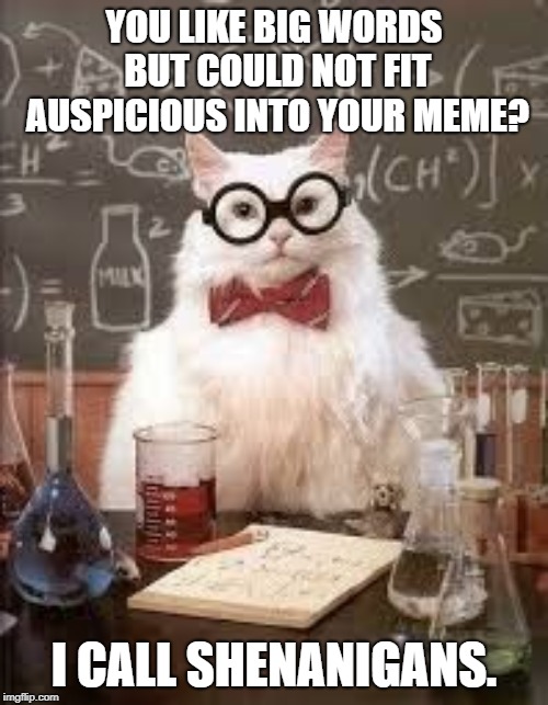 SMART CAT | YOU LIKE BIG WORDS BUT COULD NOT FIT AUSPICIOUS INTO YOUR MEME? I CALL SHENANIGANS. | image tagged in smart cat | made w/ Imgflip meme maker