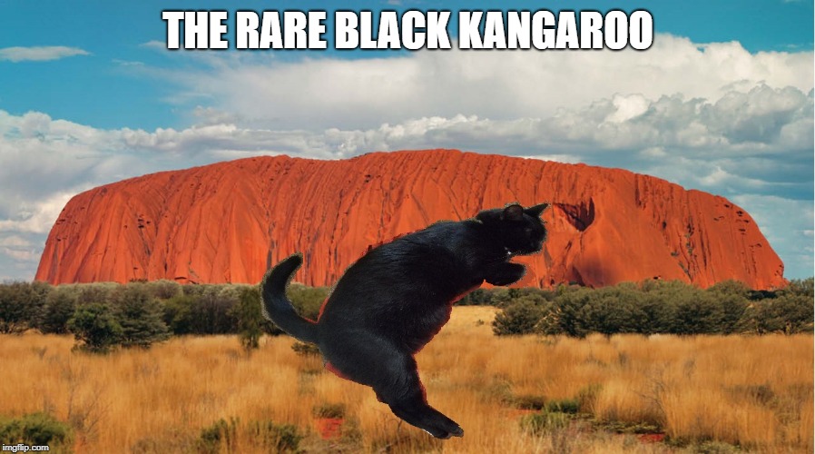 THE RARE BLACK KANGAROO | image tagged in cat,black cat,meanwhile in australia | made w/ Imgflip meme maker