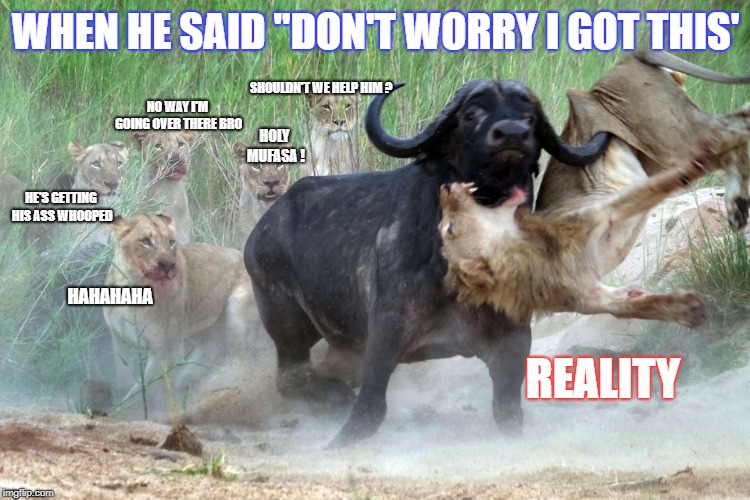 WHEN HE SAID "DON'T WORRY I GOT THIS'; SHOULDN'T WE HELP HIM ? NO WAY I'M GOING OVER THERE BRO; HOLY MUFASA ! HE'S GETTING HIS ASS WHOOPED; HAHAHAHA; REALITY | image tagged in should we help him out or | made w/ Imgflip meme maker