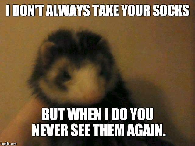 I DON'T ALWAYS TAKE YOUR SOCKS; BUT WHEN I DO YOU NEVER SEE THEM AGAIN. | image tagged in zoey the ferret | made w/ Imgflip meme maker