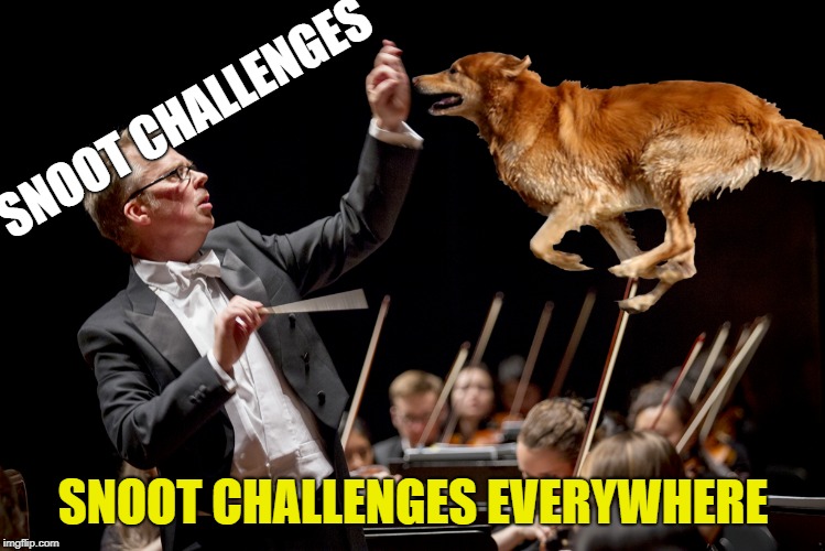 Doggone Everywhere  | SNOOT CHALLENGES; SNOOT CHALLENGES EVERYWHERE | image tagged in orchestra,snoot,dog | made w/ Imgflip meme maker
