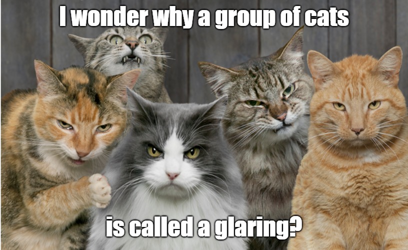Those tricky questions. | I wonder why a group of cats; is called a glaring? | image tagged in cats,i wonder,memes,funny cat memes | made w/ Imgflip meme maker