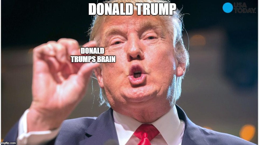 Donald Trump small brain | DONALD TRUMP; DONALD TRUMPS BRAIN | image tagged in donald trump small brain | made w/ Imgflip meme maker