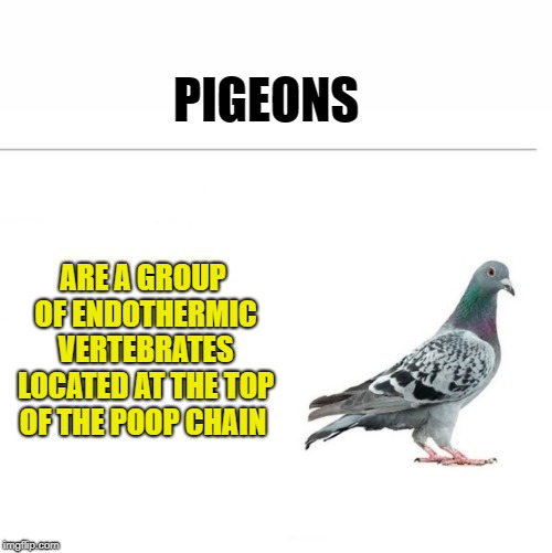 the poop chain | PIGEONS; ARE A GROUP OF ENDOTHERMIC VERTEBRATES LOCATED AT THE TOP OF THE POOP CHAIN | image tagged in pigeons,poop | made w/ Imgflip meme maker